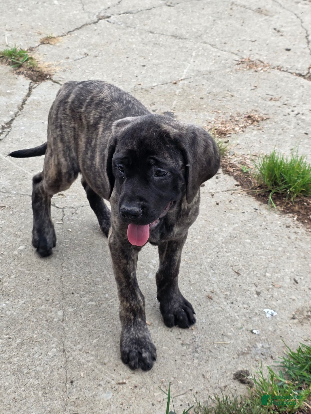 English Mastiff dogs for sale: Roxie - Image 5