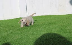 Miniature Dachshund dogs for sale: Duke - Image 2