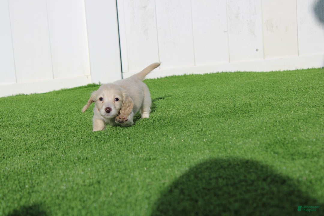Miniature Dachshund dogs for sale: Duke - Image 2