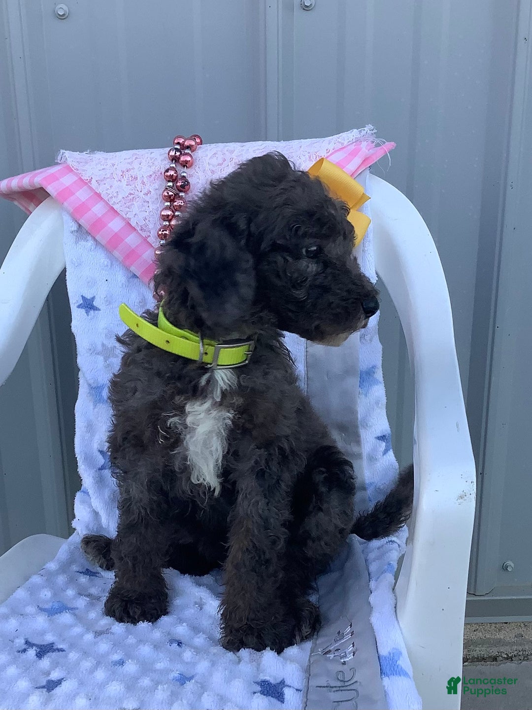 Goldendoodle dogs for sale: Lucy - Image 6