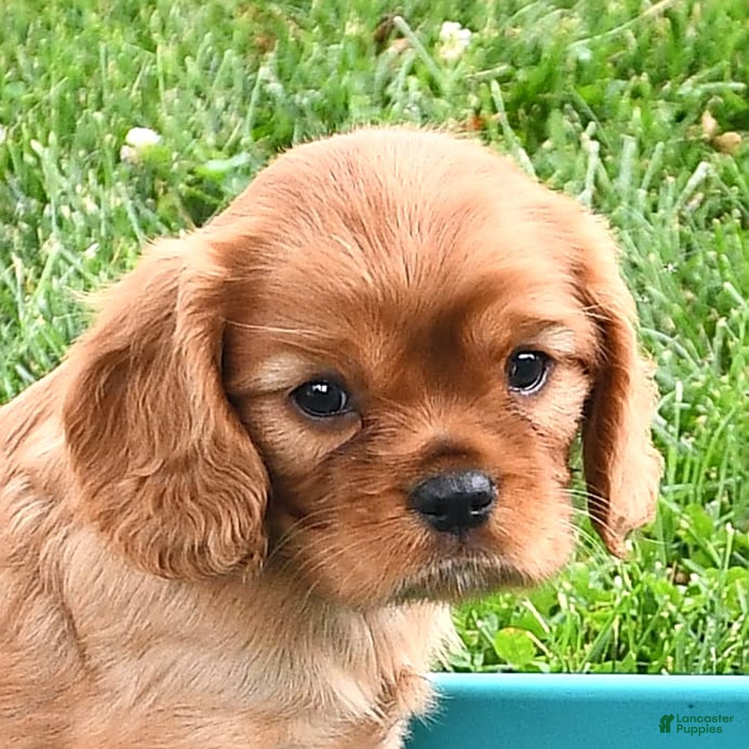 Cavalier King Charles Spaniel dogs for sale: Reba - Image 9