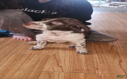 Brittany Spaniel dogs for sale: Freckles - Image 1