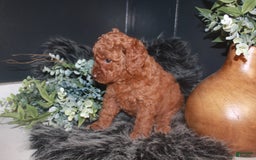 Mini Goldendoodle dogs for sale: Macy - Image 6