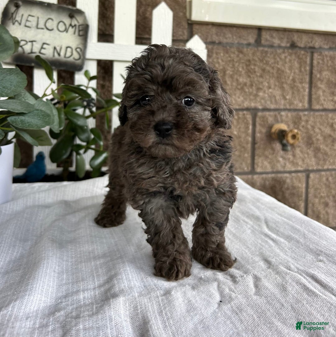 Miniature Poodle dogs for sale: Gianna - Image 4
