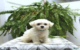 Bichon Frise dogs for sale: Zack - Image 1