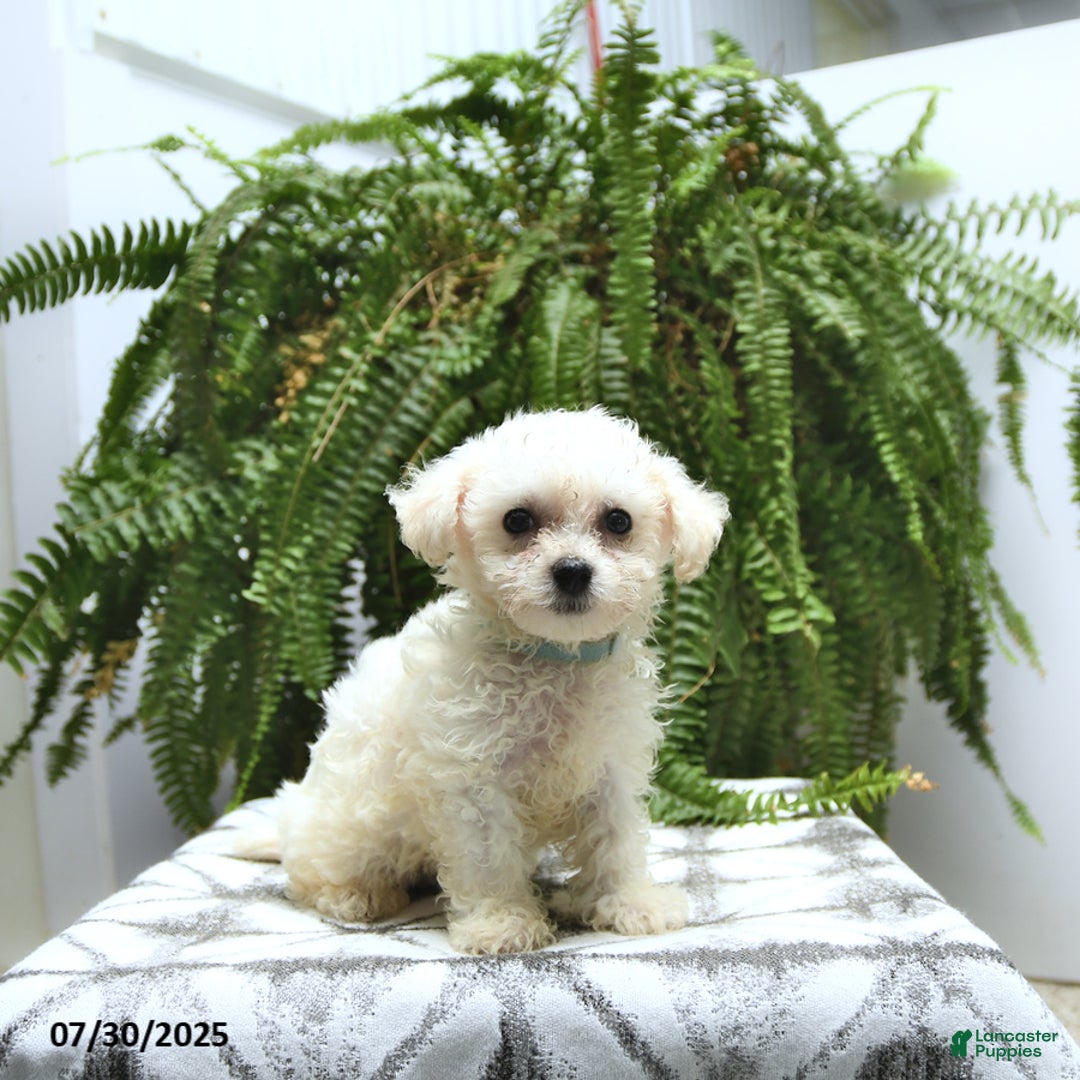 Bichon Frise dogs for sale: Zack - Image 1