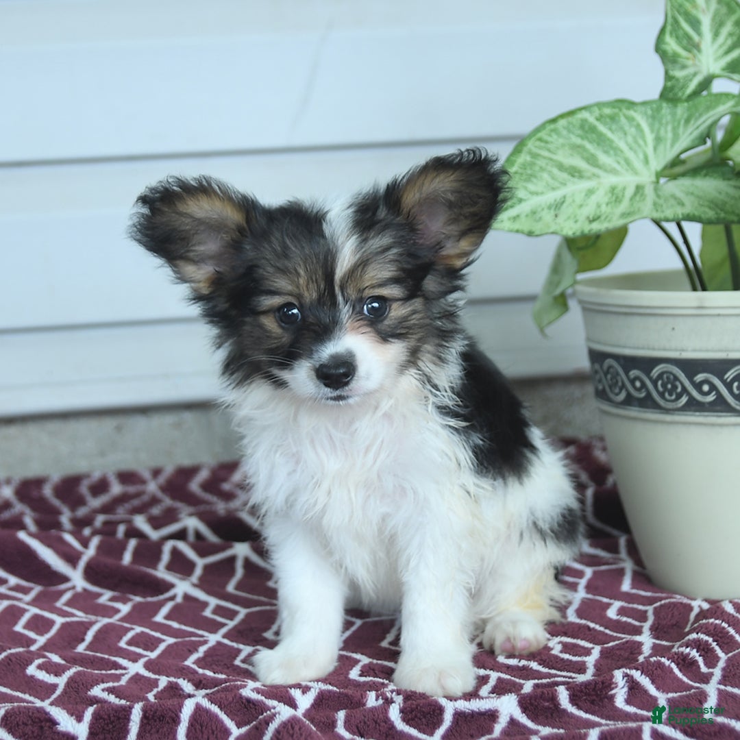Papillon dogs for sale: Max - Image 9