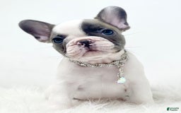 French Bulldog dogs for sale: Mollie - Image 3