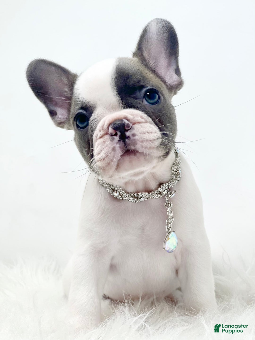 French Bulldog dogs for sale: Mollie - Image 3