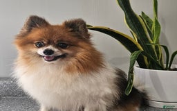 Pomeranian dogs for sale: Cuddles - Image 9