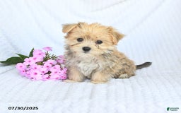Morkie dogs for sale: Moses - Image 5