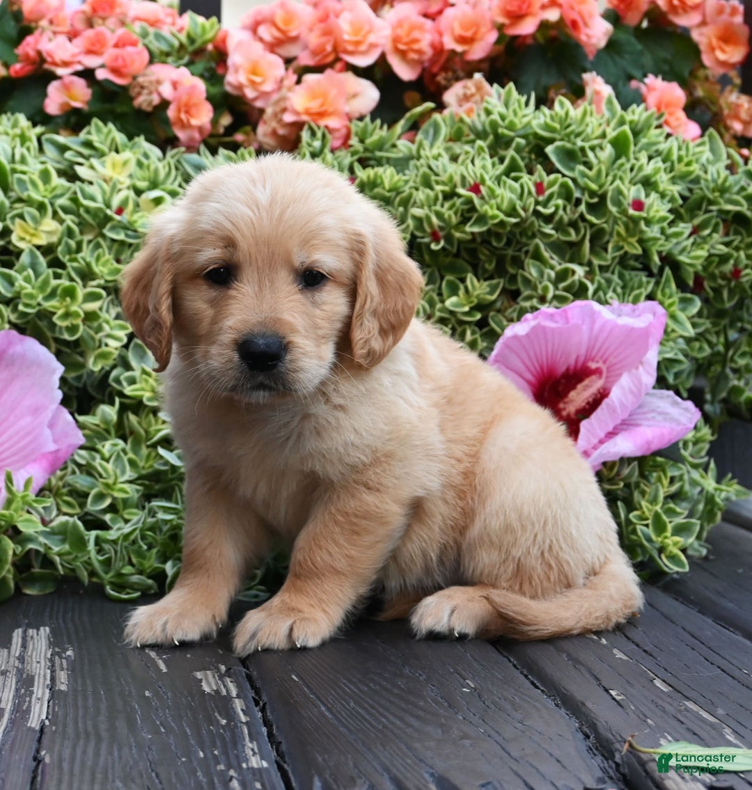 Golden Retriever dogs for sale: Warrior - Image 3