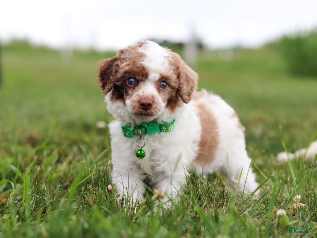 Miniature Poodle dogs for sale: Biscuit - Image 9
