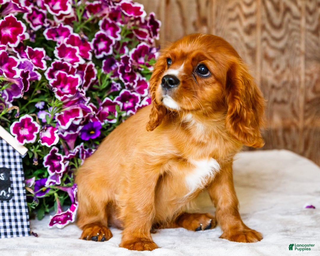 Cavalier King Charles Spaniel dogs for sale: Oliver - Image 11