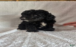 Mini Aussiedoodle dogs for sale: Hugo - Image 5