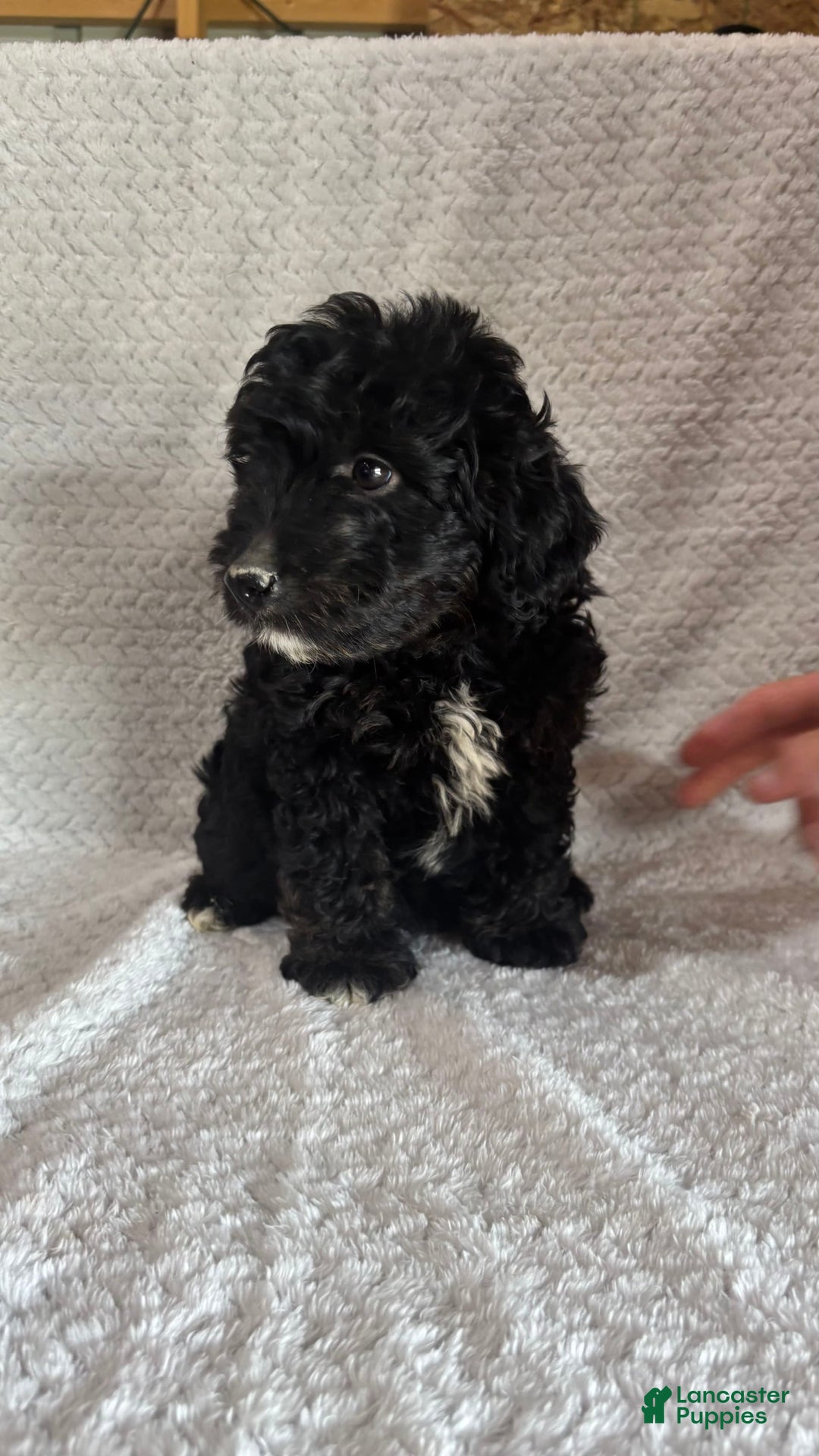 Mini Aussiedoodle dogs for sale: Hugo - Image 5