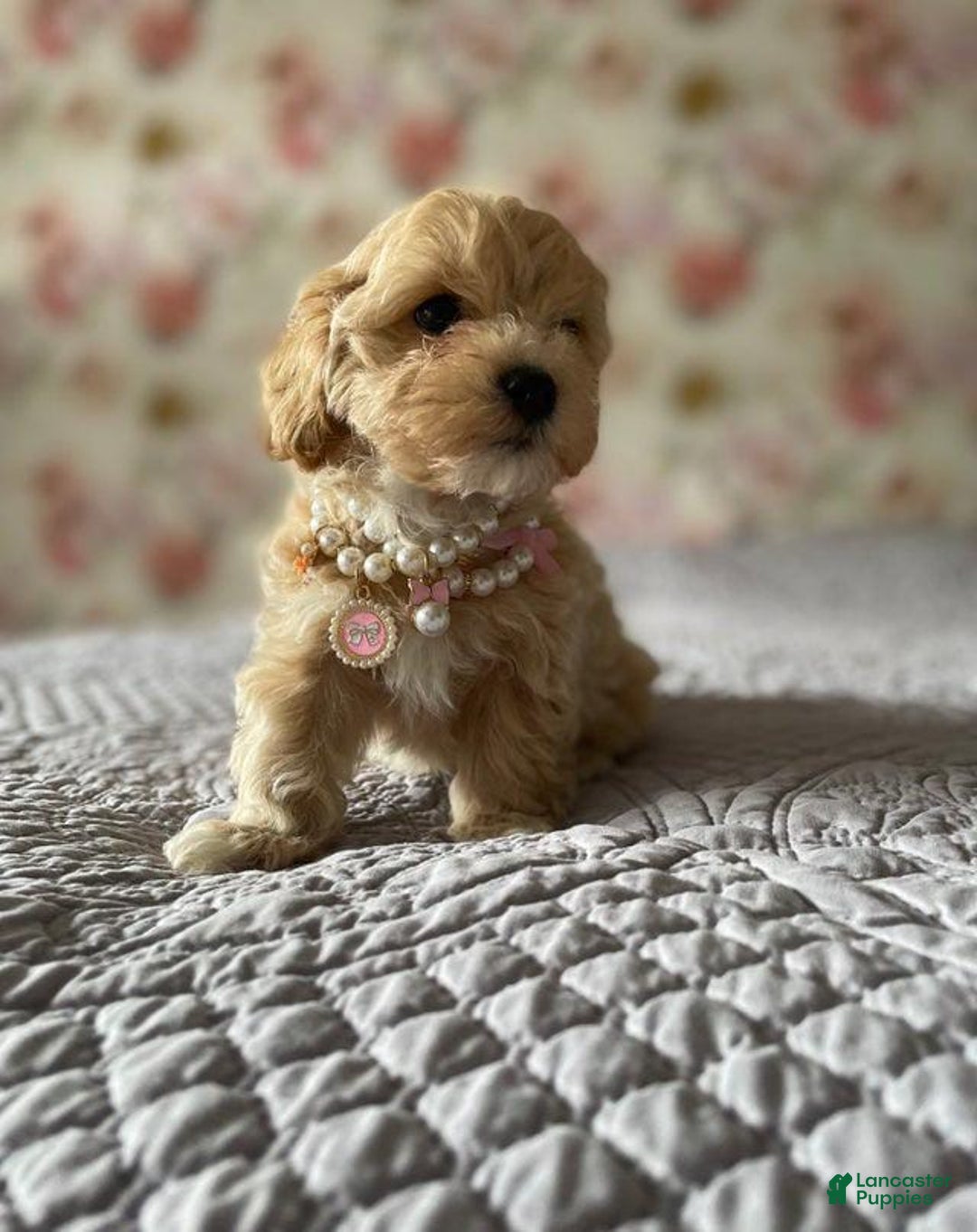Maltipoo dogs for sale: Cindy - Image 2