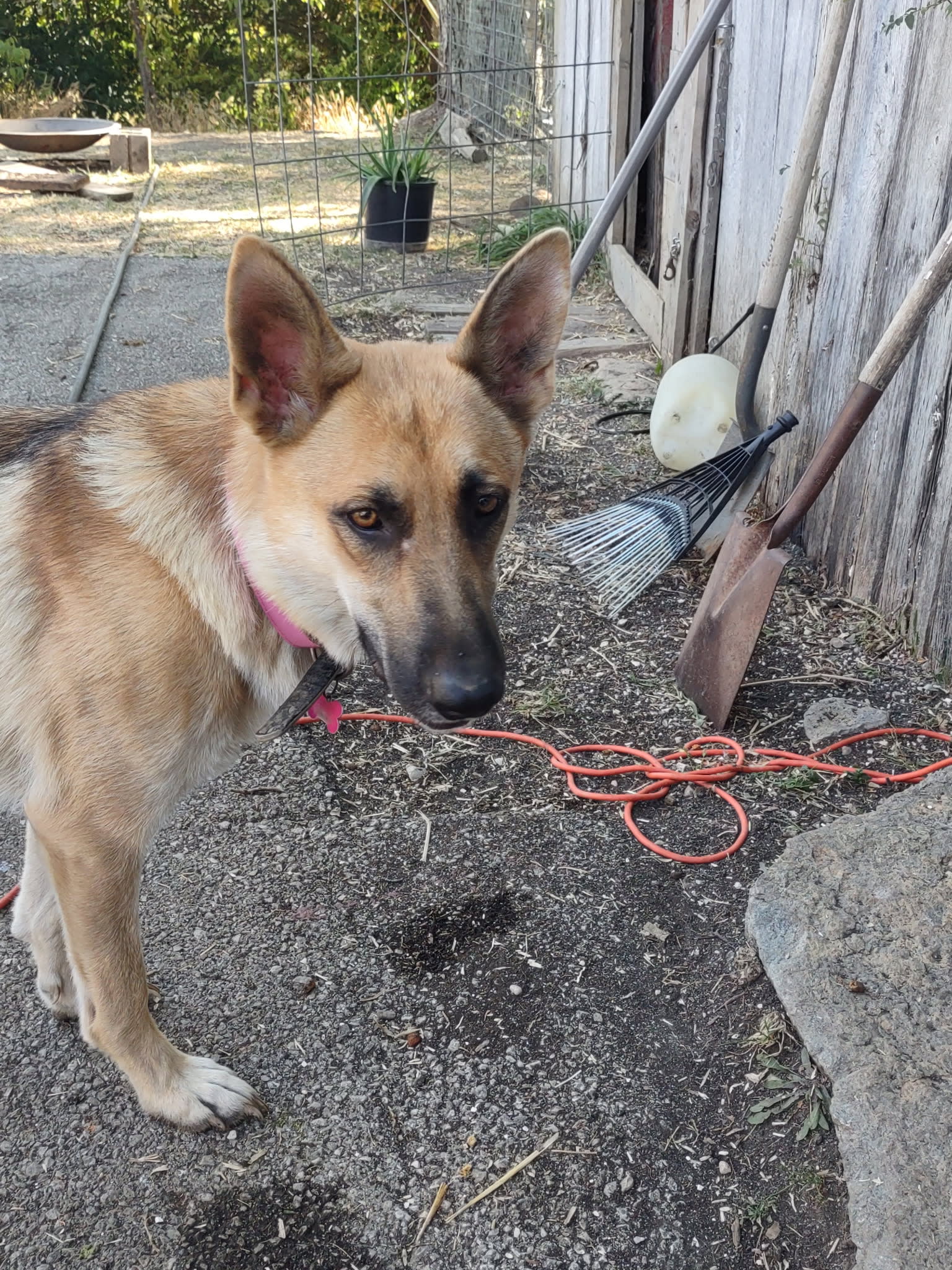 German Shepherd dogs for sale: Sam - Image 5