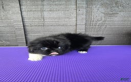 Pekingese dogs for sale: Clarice - Image 9
