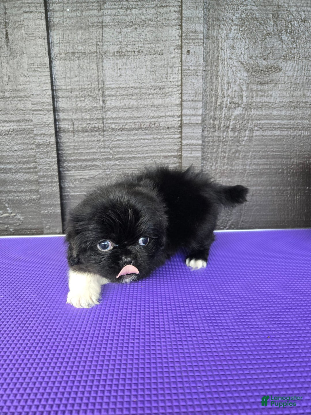 Pekingese dogs for sale: Clarice - Image 9