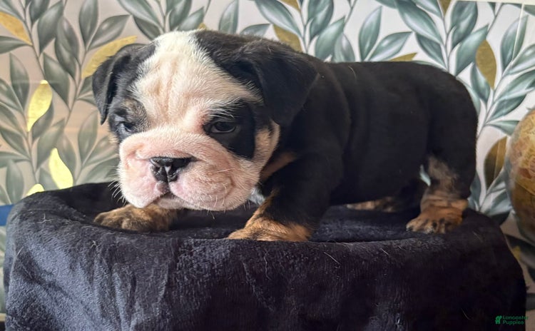 English Bulldog dogs for sale - Ad 3