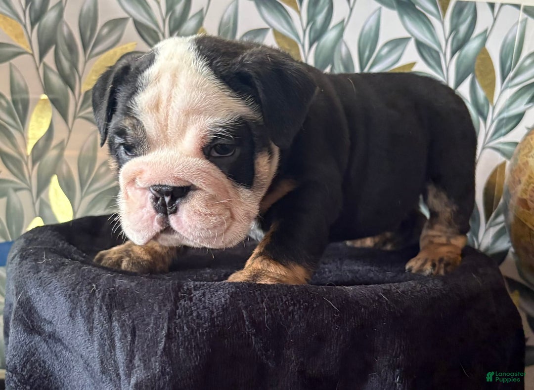 English Bulldog dogs for sale: Noah - Image 1
