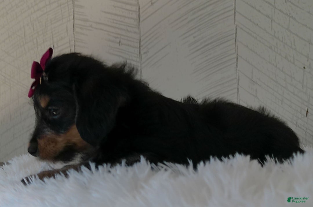 Yorkiepoo dogs for sale: Raine - Image 4