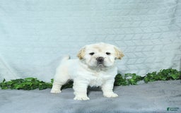 Mini Hippo dogs for sale: Bella - Image 7