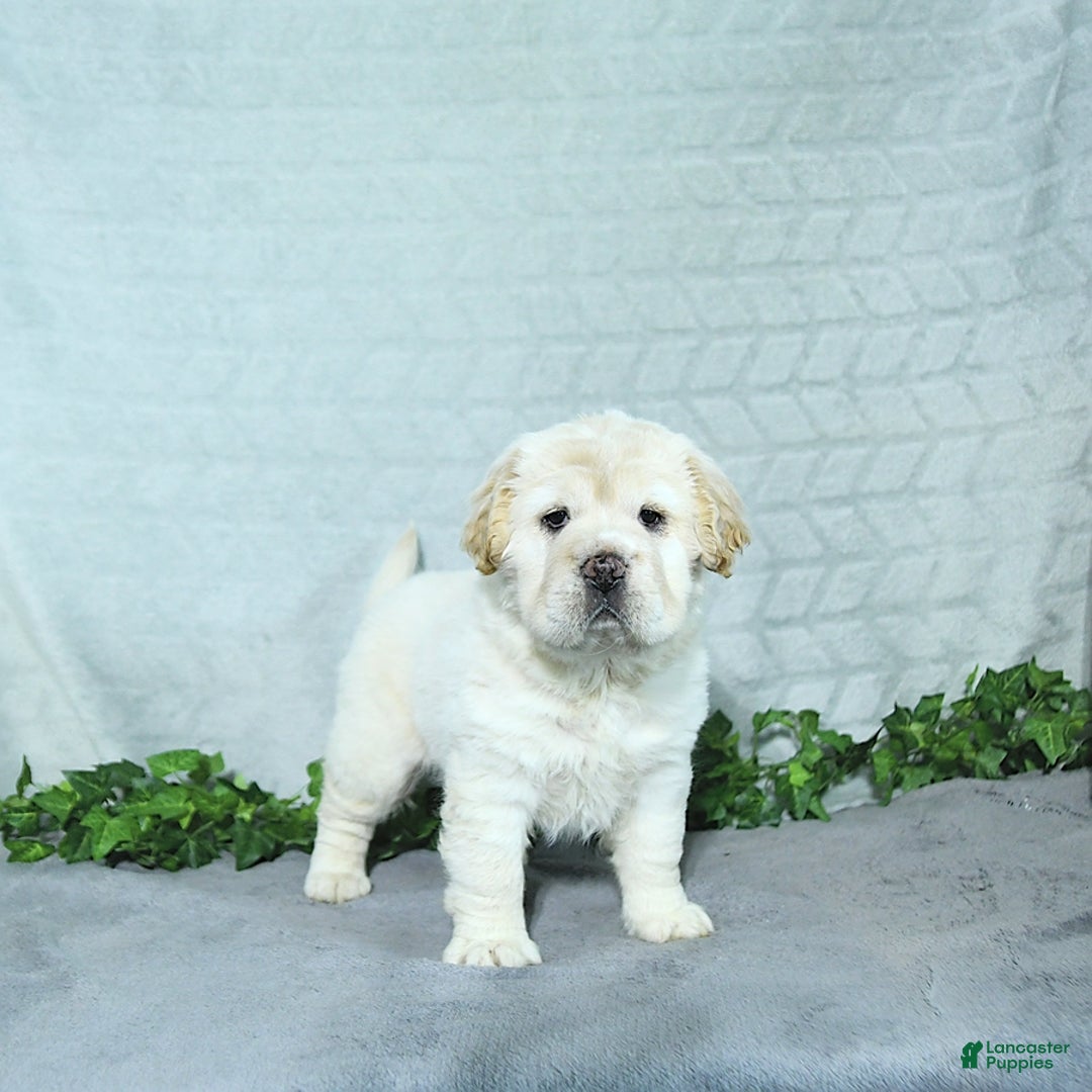Mini Hippo dogs for sale: Bella - Image 7