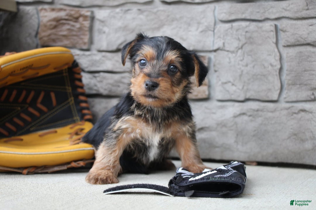 Yorkshire Terrier dogs for sale: Walker - Image 2