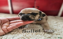 Puggle dogs for sale: Bullet - Image 3