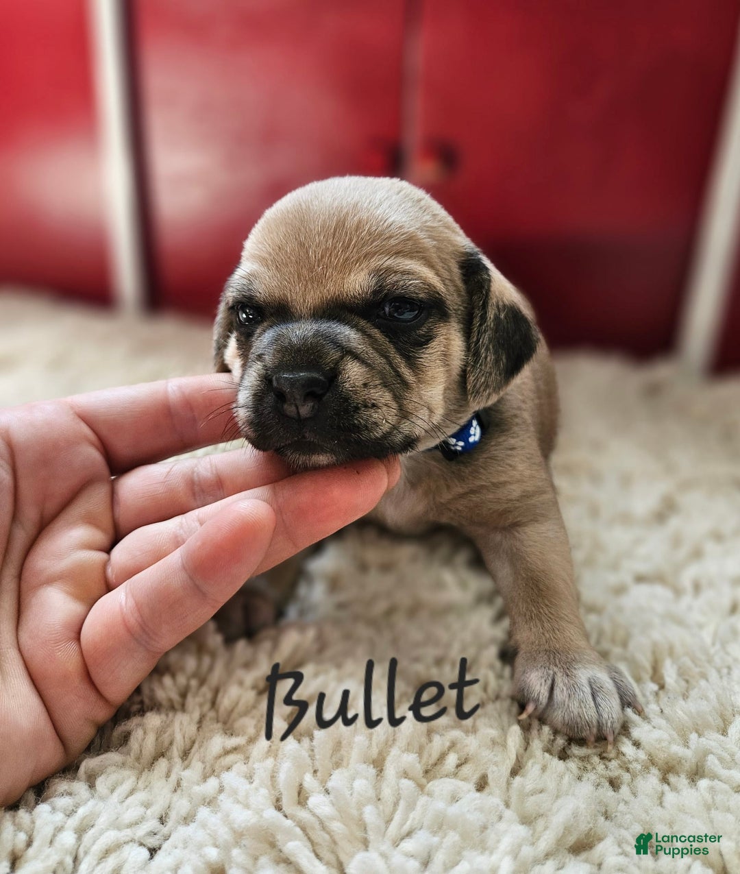 Puggle dogs for sale: Bullet - Image 3