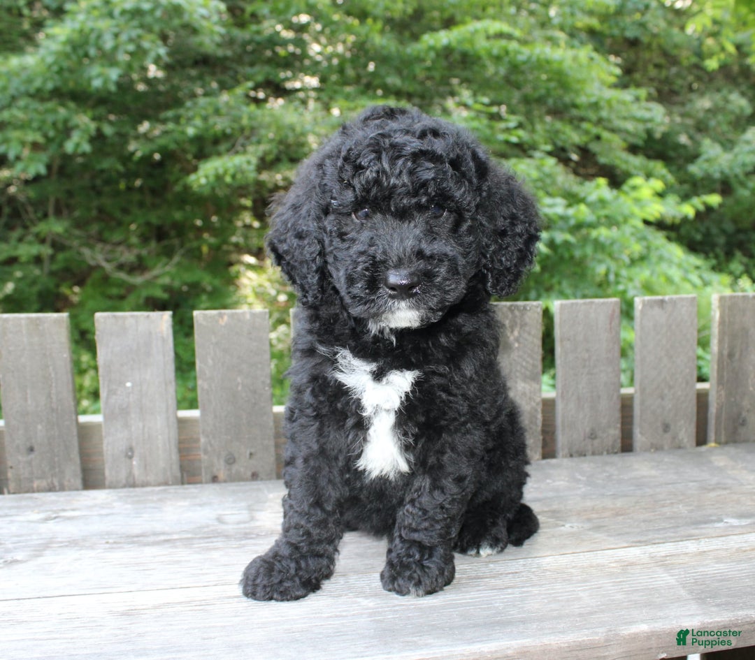 Mini Goldendoodle dogs for sale: Kevin - Image 10
