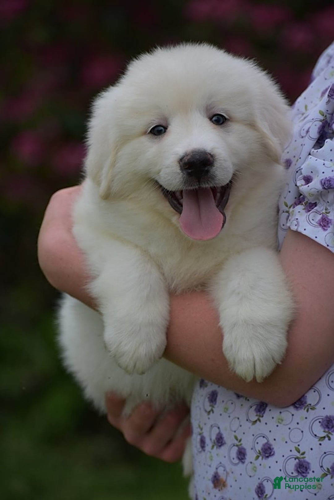 Great Pyrenees dogs for sale: Whitlock - Image 4