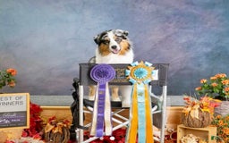 Australian Shepherd dogs for sale: Bali - Image 3