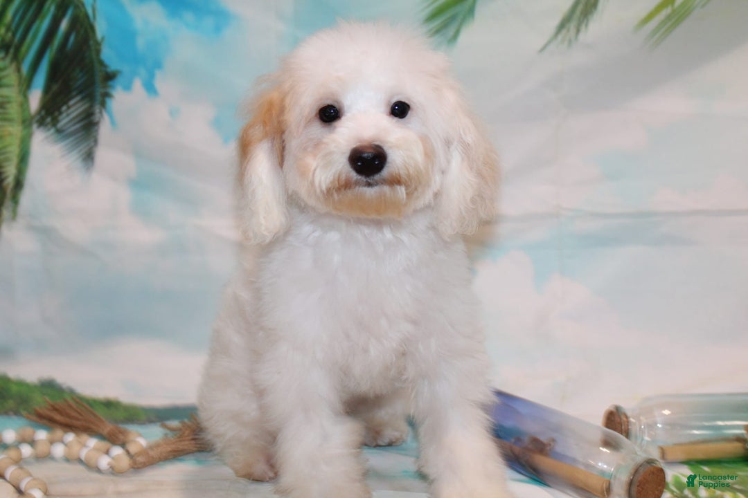 Schnoodle dogs for sale: Ranger - Image 3