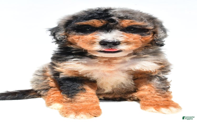 Mini Bernedoodle dogs for sale - Ad 5