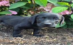 Labrador Retriever dogs for sale: Huk - Image 4