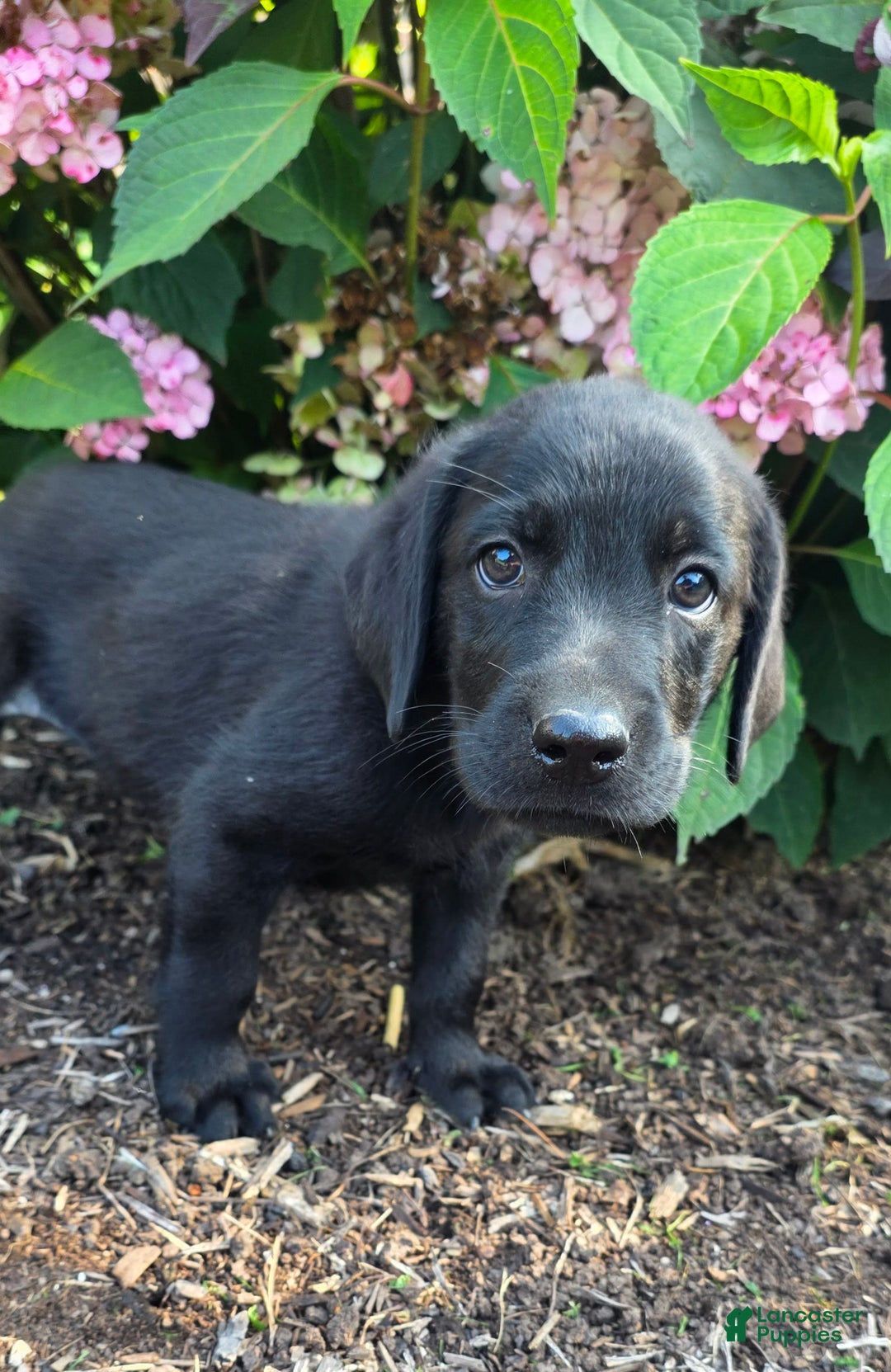 Labrador Retriever dogs for sale: Huk - Image 4