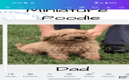 Mini Aussiedoodle dogs for sale: Rover - Image 13