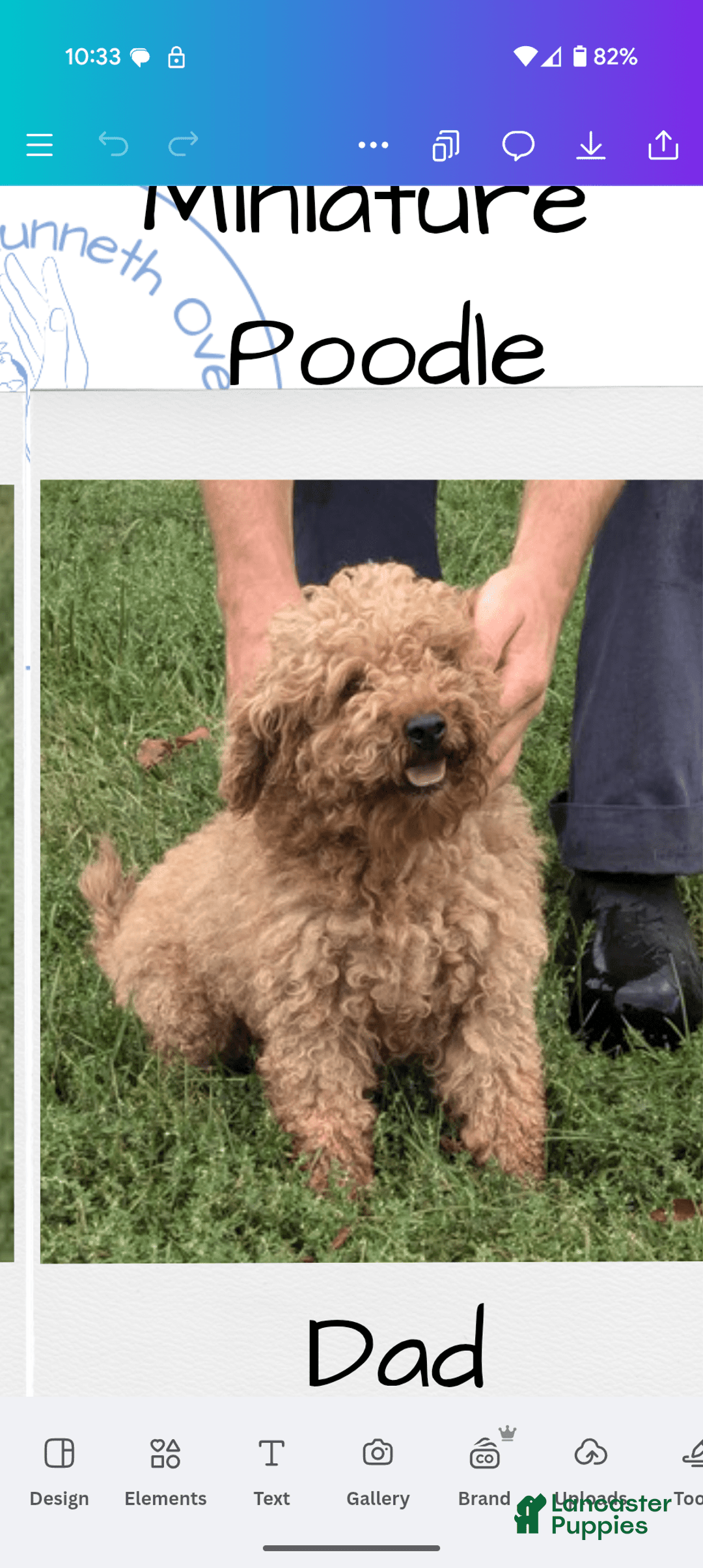 Mini Aussiedoodle dogs for sale: Rover - Image 13