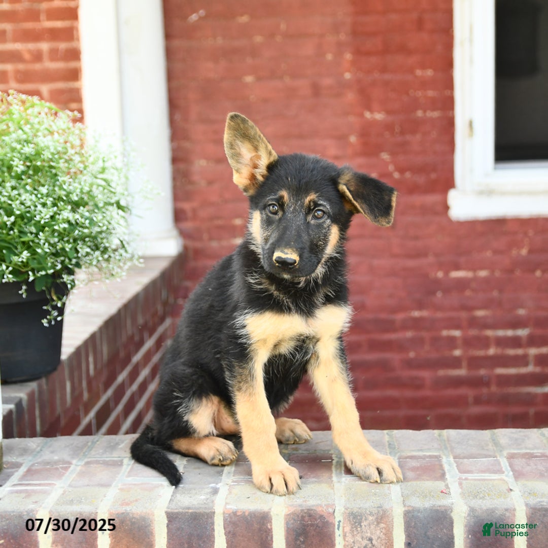 German Shepherd dogs for sale: Macy - Image 1