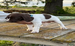 German Shorthaired Pointer dogs for sale: Teal - Image 2