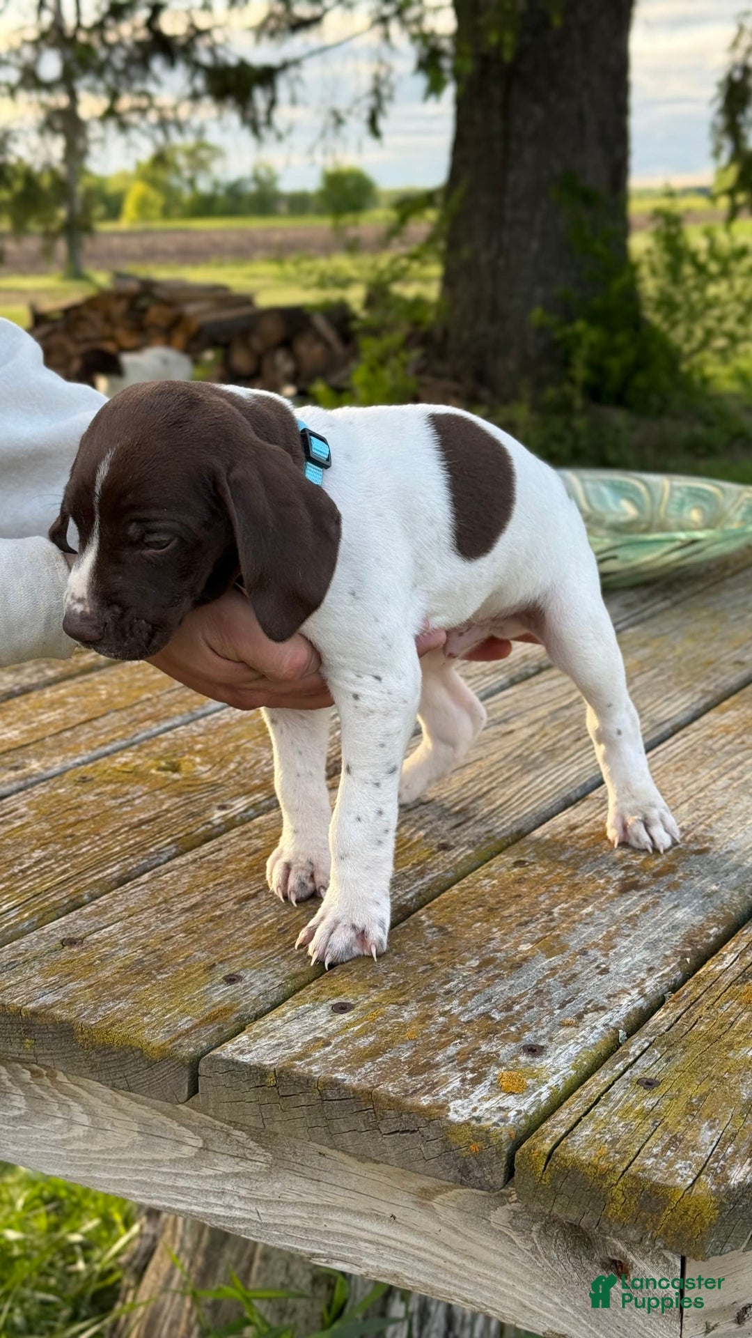 German Shorthaired Pointer dogs for sale: Teal - Image 2