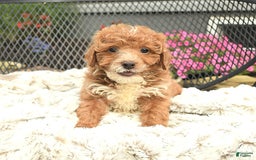 Mini Goldendoodle dogs for sale: Lilac - Image 4