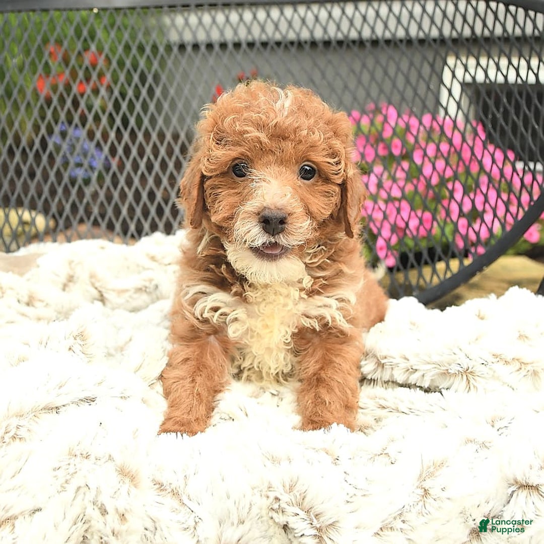 Mini Goldendoodle dogs for sale: Lilac - Image 4