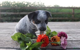 Australian Cattle Dog dogs for sale: Bethy - Image 1