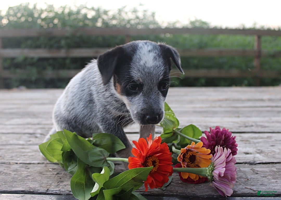 Australian Cattle Dog dogs for sale: Bethy - Image 1