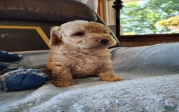 Mini Goldendoodle dogs for sale: Bear - Image 10