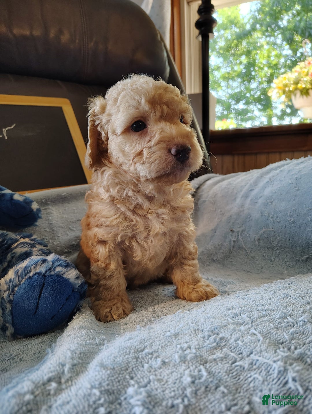 Mini Goldendoodle dogs for sale: Bear - Image 10